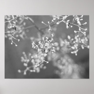 Poster Monochrome Meadow