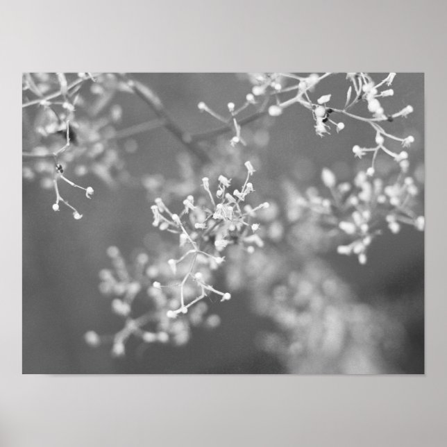 Poster Monochrome Meadow (Devant)