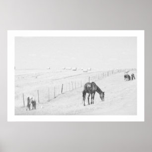 Poster Monochrome noir blanc paysage rural Chevaux sauvag