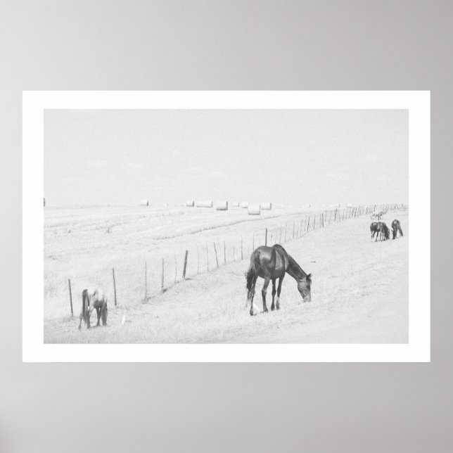 Poster Monochrome noir blanc paysage rural Chevaux sauvag (Devant)