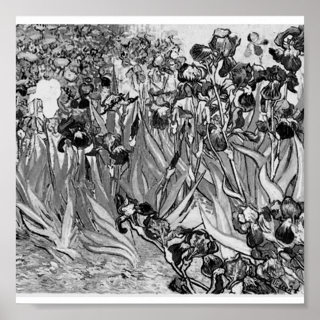 Poster-Monochrome-Van Gogh-Irises Poster (Front)