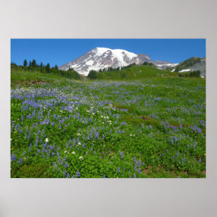Poster Mont Rainier avec des lupins violets