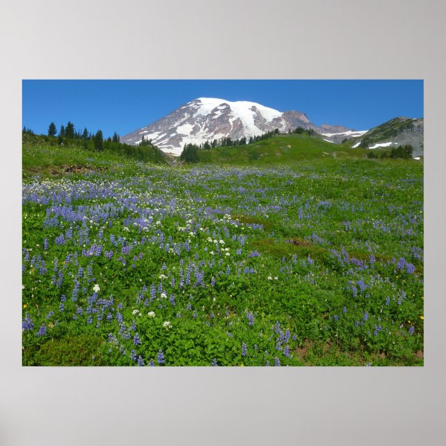 Poster Mont Rainier avec Lupins pourpres (Devant)