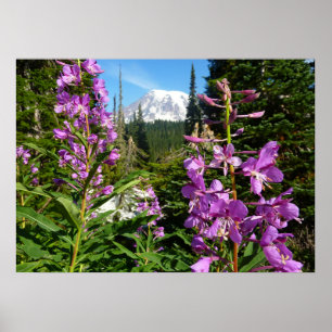Poster Mont Rainier Entre Fleurs Violettes De Phlox