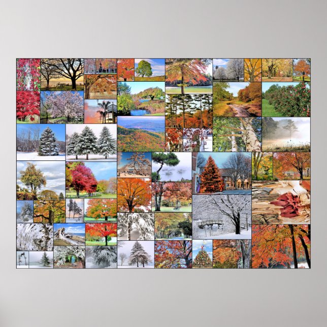 Poster Montage d'arbres 28 x 20 (Devant)
