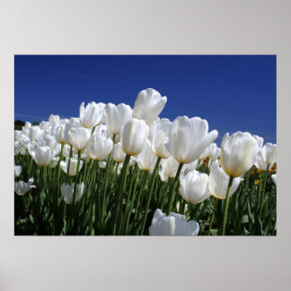 Poster Montagne des Tulipes sur un ciel bleu parfait