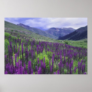 Poster Montagnes et fleurs sauvages dans un pré alpin, 2