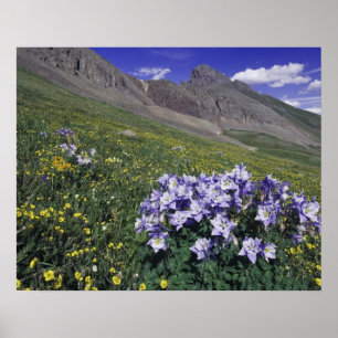 Poster Montagnes et fleurs sauvages dans un pré alpin, Bl