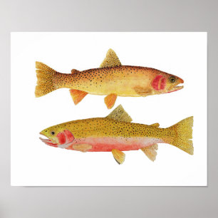 Poster Montana Cuthroats