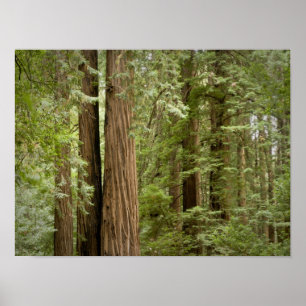 Poster Monument national de Muir Woods, Nord