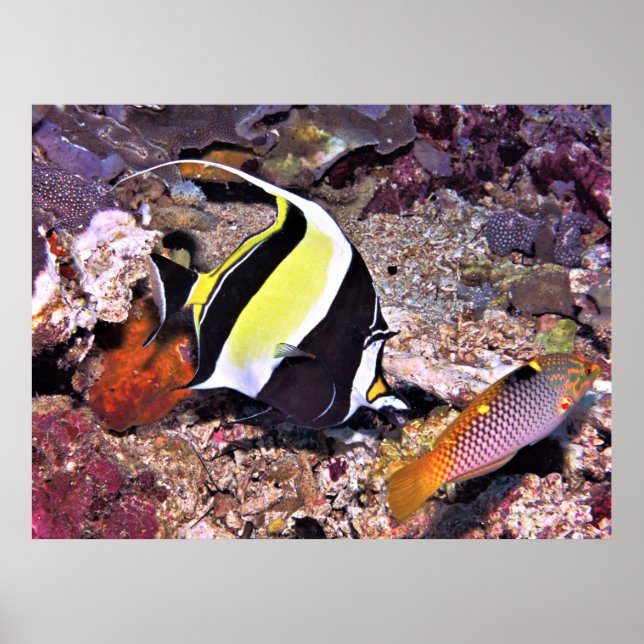 Poster Moorish Idol and Wrasse (Devant)