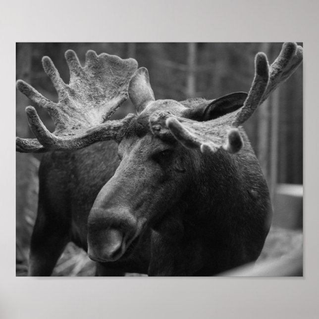 Poster Moose BW (Devant)