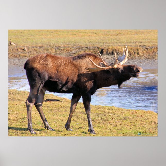 Poster Moose dit "Fromage" (Devant)