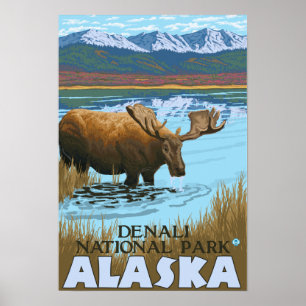 Poster Moose Drinking at Lake - Denali National Park,
