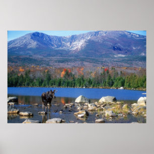 Poster Moose et Mont Katahdin