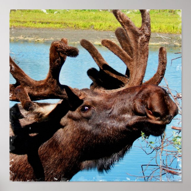 Poster Moose Imprimer (Devant)