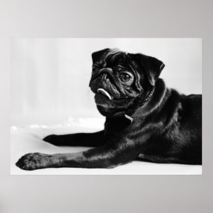 Poster Mops