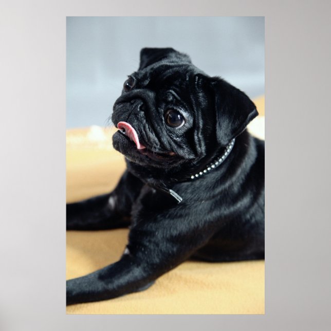 Poster Mops (Devant)