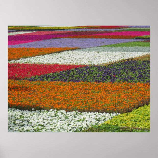 Poster Moquette à fleurs (Devant)