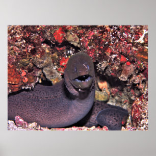 Poster Moray