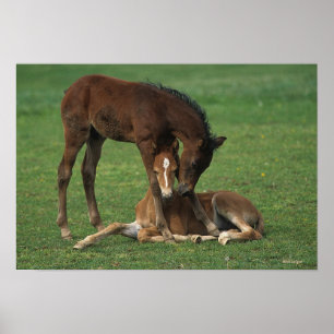 Poster Morgan Foals joue