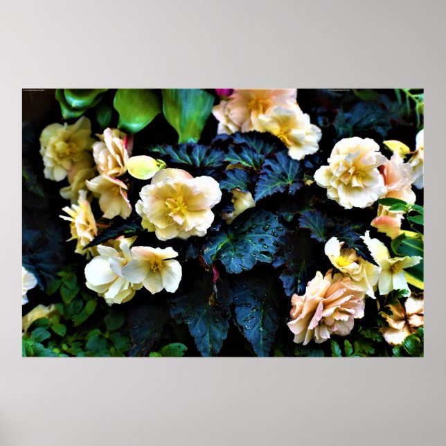 Poster Morning Dew, (Devant)