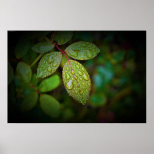 Poster Morning Dew,