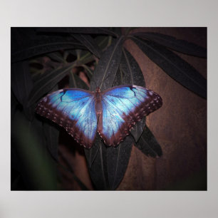 Poster Morpho bleu commun papillon