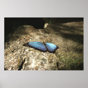 Poster Morpho bleu, Parcs du Niagara, Canada