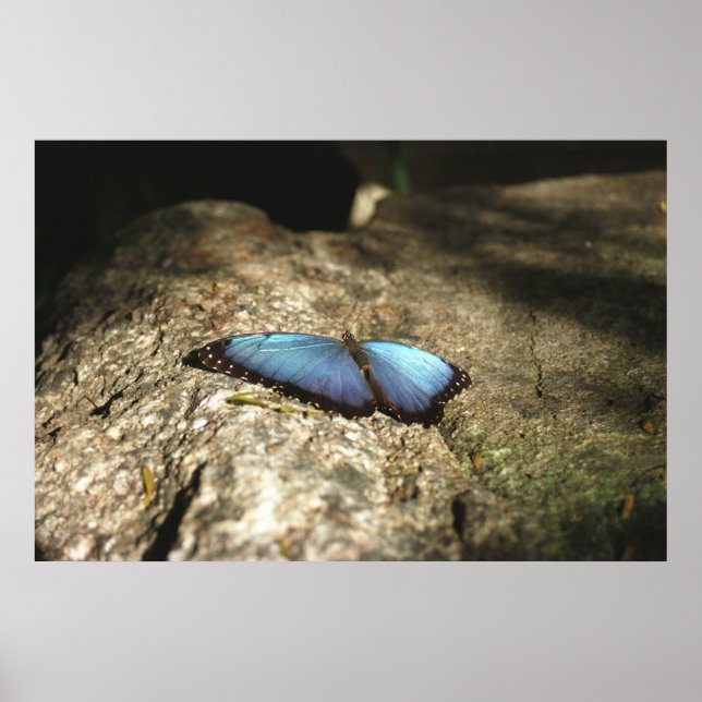 Poster Morpho bleu, Parcs du Niagara, Canada (Devant)