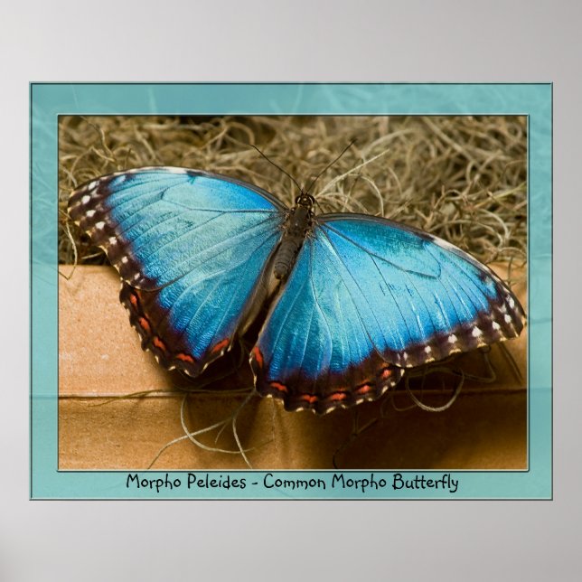 Poster Morpho Peleides - Morpho commun ... (Devant)