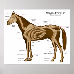 Poster Morphologie et système de locomotive d'un cheval