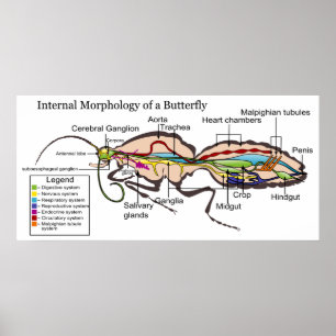 Poster Morphologie interne des papillons papillons papill