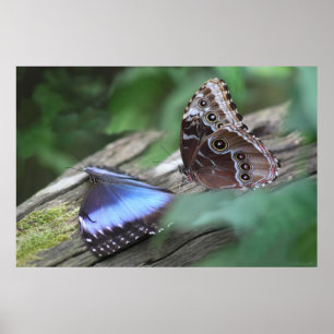 Poster Morphos Bleu -36x24 -autres tailles disponi