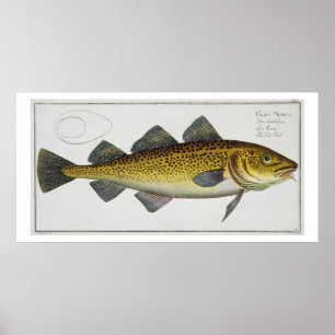 Poster Morue (Gadus Morhua) plaque LXIV de 'Ichthyologie,