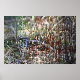 Poster Moss Sporophyts