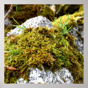 Poster Mosses