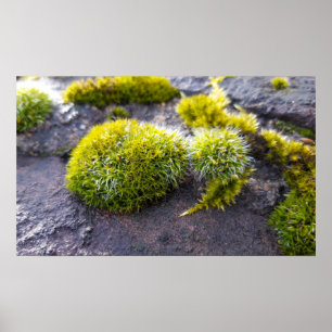 Poster Mosses