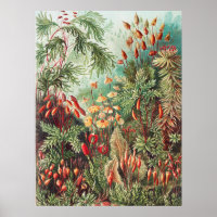 Mosses, Muscinae Laubmoose par Ernst Haeckel