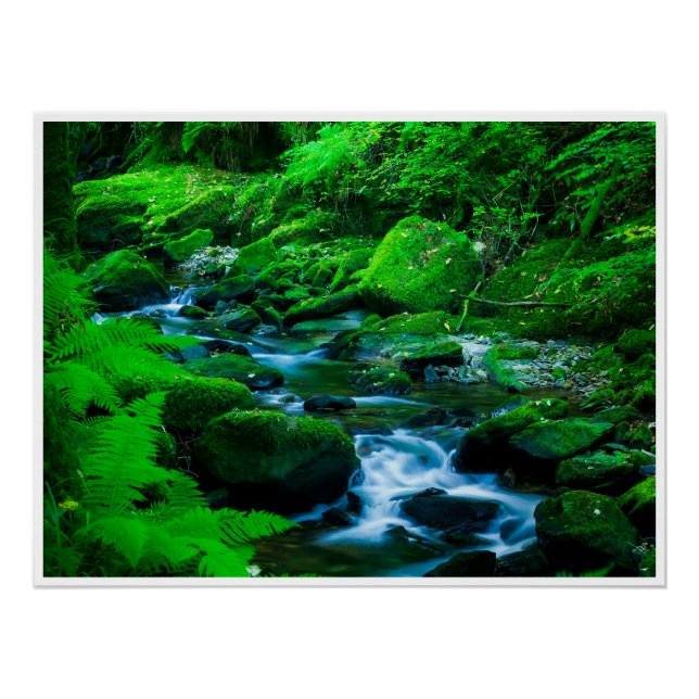 Poster Mossy Forest Stream in Killarney National Park (Devant)