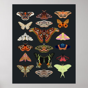 Poster Moth cottagecore insecte art