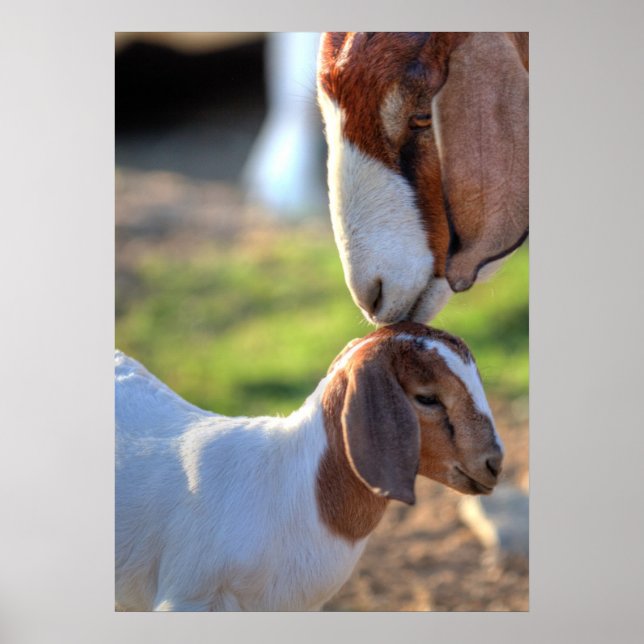 Poster Mother Goat et bébé (Devant)