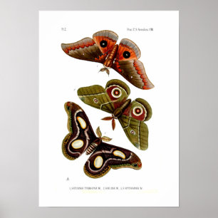 Poster Moths