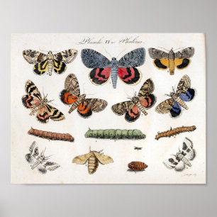 Poster Moths Caterpillar Vintage Imprimer Télécharger