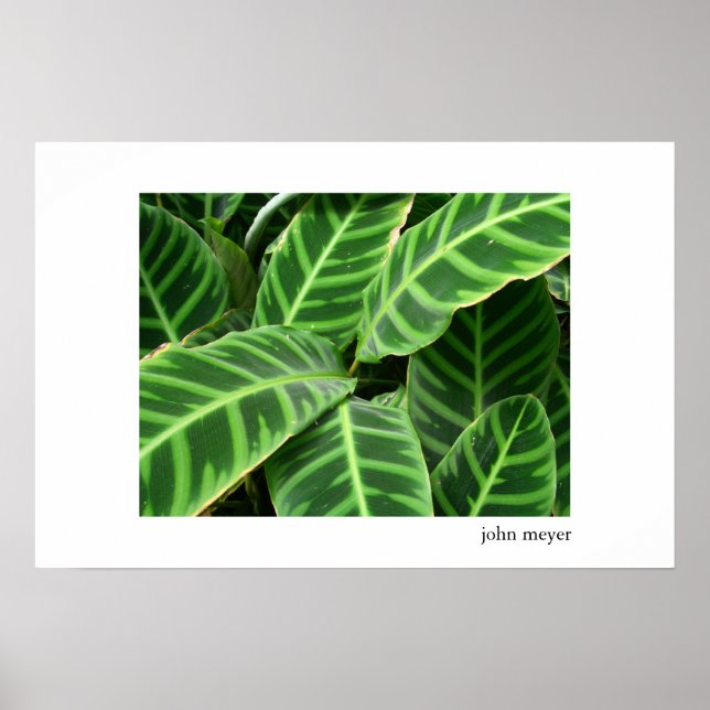 Poster Motif de Feuille (Devant)