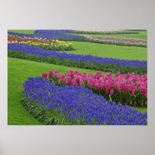 Poster Motif de jacinthe des vignes, de tulipes et de