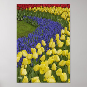 Poster Motif de jardin de fleurs de Muscari et