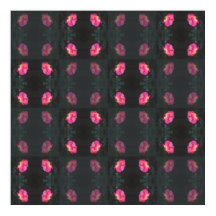 Motif de roses roses