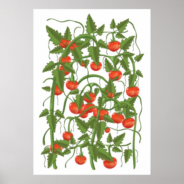 Poster Motif de tomates (Devant)