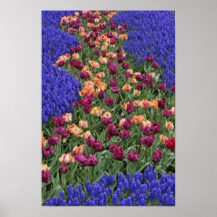 Poster Motif de tulipes et de fleurs de jacinthe des vign